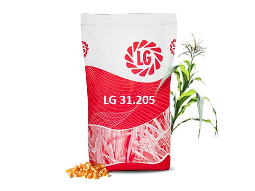 LG 31.205