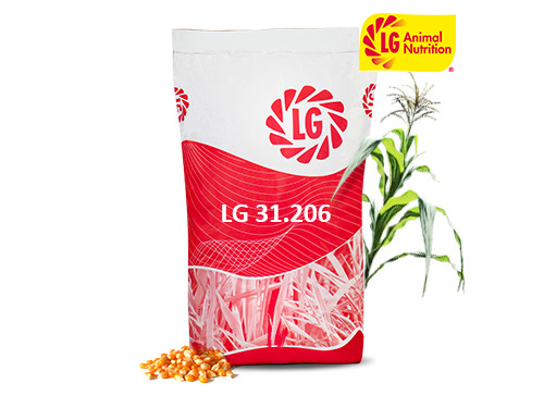 LG 31.206