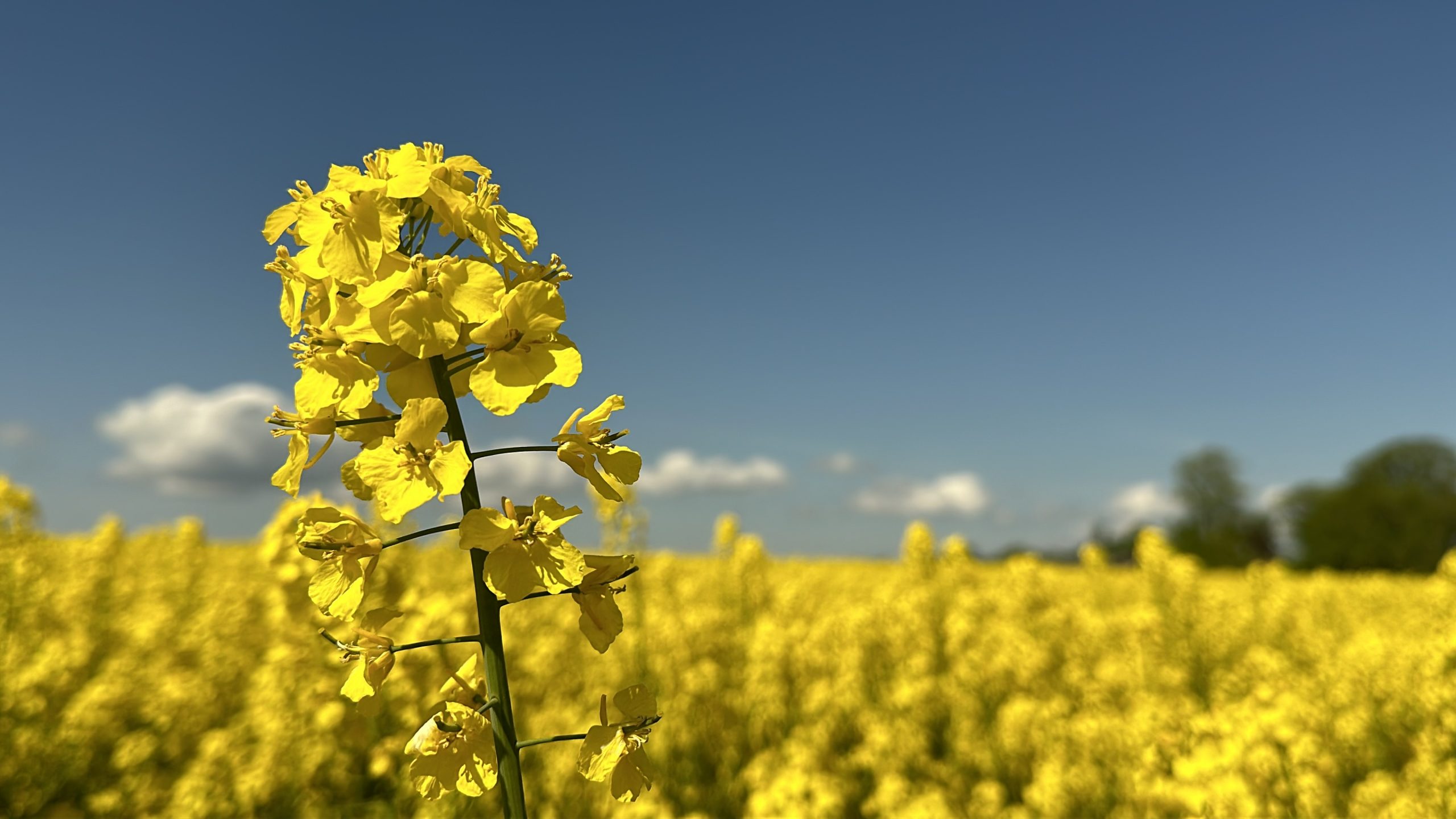 Oil seed rape field